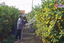 Mùa Tết rực vàng, cả thôn chia nhau tiền tỷ