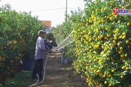 Mùa Tết rực vàng, cả thôn chia nhau tiền tỷ