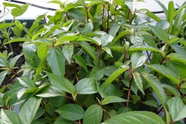 Loại rau giá rẻ bèo được bán đầy chợ nhưng trị "bách bệnh"