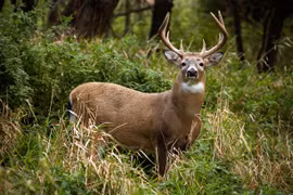Nổ súng bắn gục hươu, lại gần kiểm tra và cái kết thảm