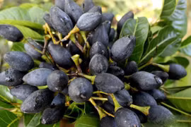 Loại quả đen xì, xấu xí nhưng giá đắt hơn thịt