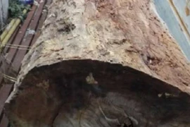 Mua khúc gỗ 1 triệu, lừa đảo là hàng hiếm bán giá lên tới gần 6 tỷ