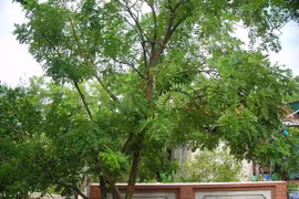 Trồng cây gì trước nhà để gia chủ may mắn, phát tài