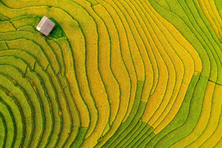 Thưởng ngoạn mùa lúa chín - Ảnh Hoàng Sơn sac-vang-sapa.jpg