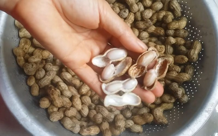 Cách luộc lạc chuẩn đầu bếp bở, thơm, căng mọng, ăn là mê. Ảnh minh họa lac-luoc.jpg