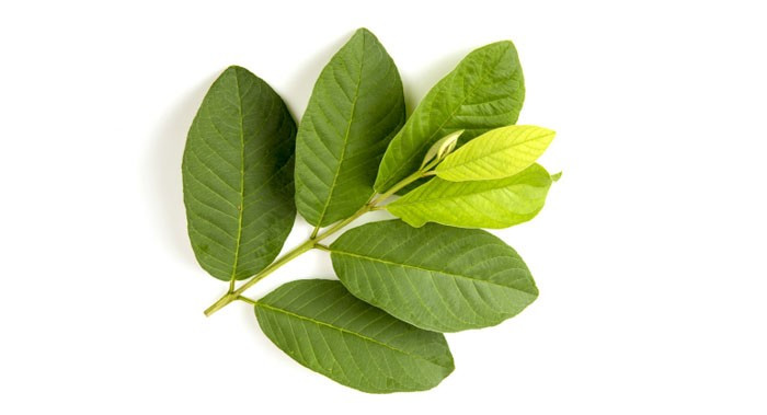 Ảnh minh họa la-oi.jpg