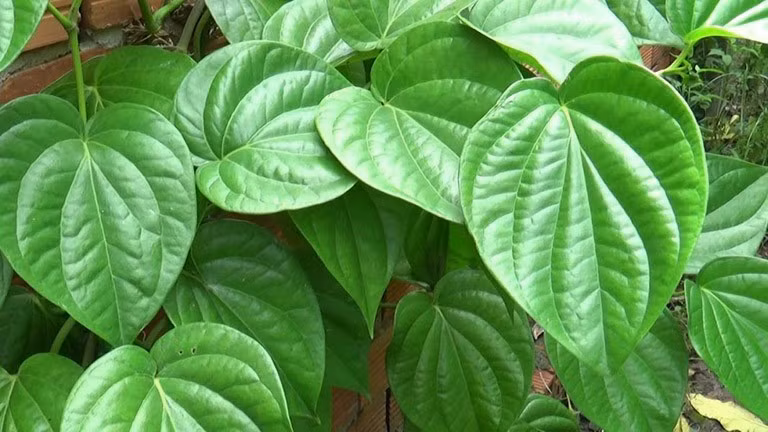 Lá trầu không có vị cay, thơm, nồng, tính ấm, tác dụng tiêu viêm, sát khuẩn, khu phong. Ảnh minh hoạ/Nguồn Internet