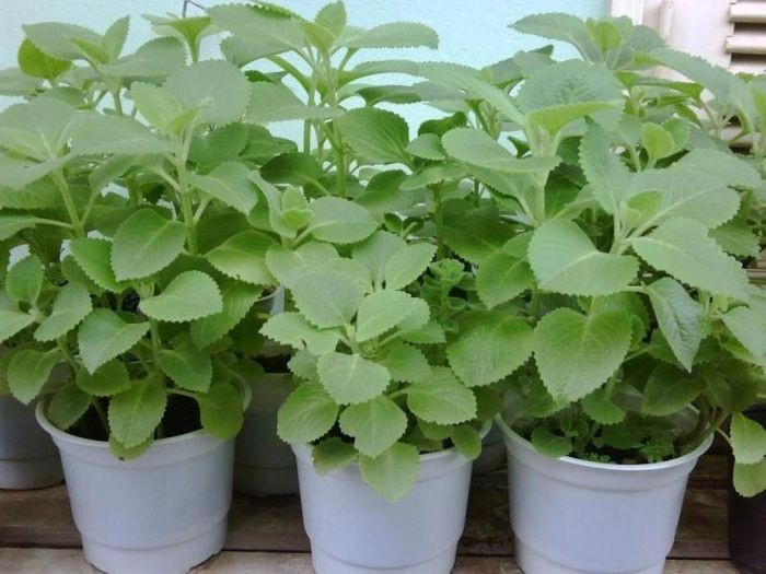 Lá húng chanh - &apos;&quot;thần dược&quot;&apos; trị ho tự nhiên cho bé - Ảnh minh họa/ Nguồn Internet