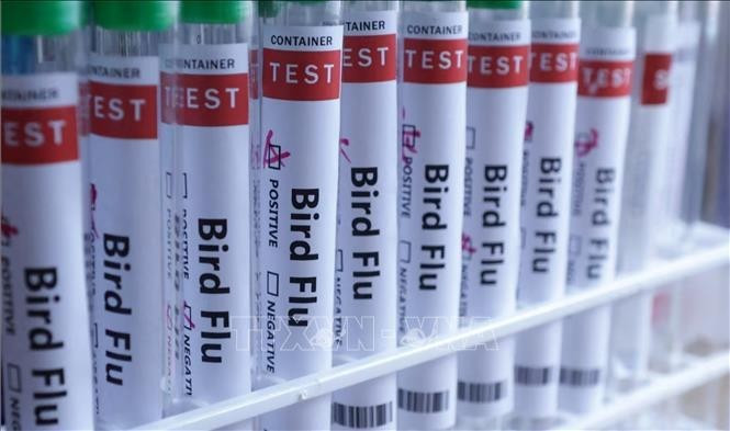 Hình ảnh minh họa ống xét nghiệm đựng mẫu bệnh phẩm virus cúm. Ảnh minh họa: TTXVN