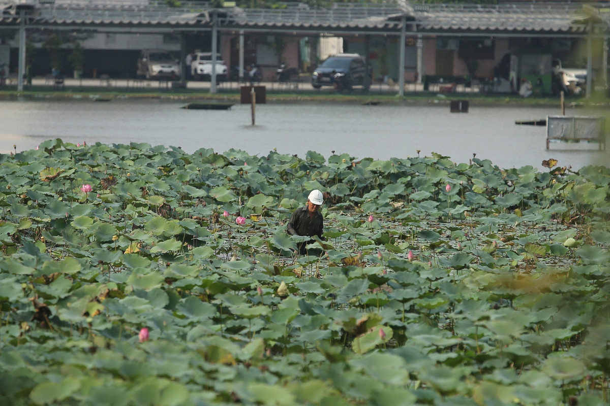 Người dân tận dụng các khoảng đất trống để trồng sen và canh tác nhỏ lẻ.