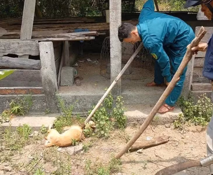 Con chó dại cắn người dân đã bị bắt và tiêu hủy. Ảnh tienphong.vn