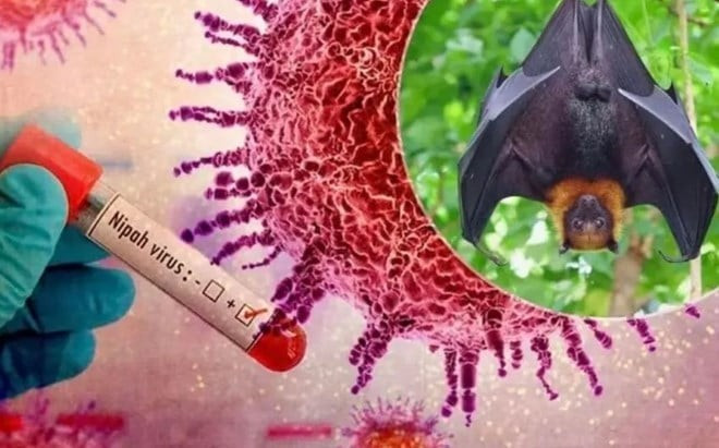 Virus Nipah chủ yếu lây truyền qua tiếp xúc trực tiếp với động vật nhiễm bệnh. Ảnh: VTV.