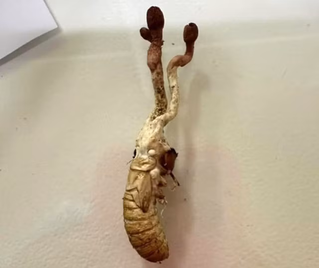 Anh R.H ăn loại nấm mọc trên nhộng ve sầu vì nhầm tưởng là đông trùng hạ thảo.