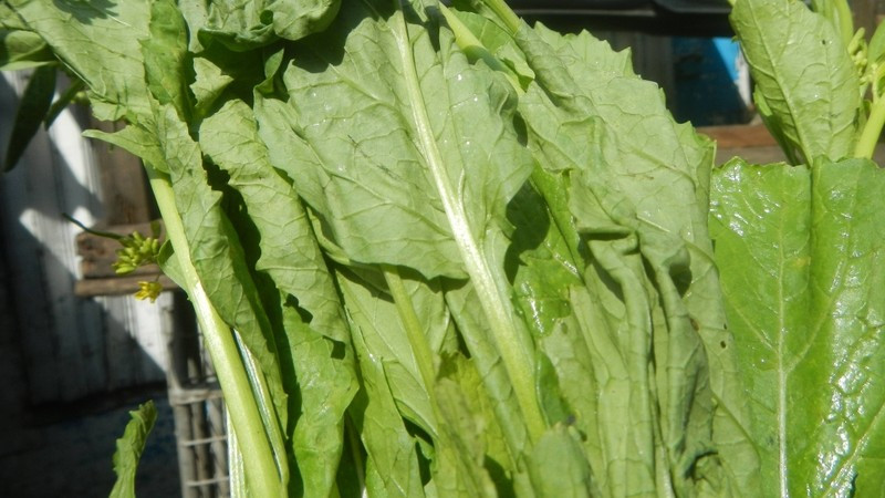 Cải bẹ xanh cung cấp nhiều vitamin và khoáng chất thiết yếu cho cơ thể. Ảnh minh họa/Internet