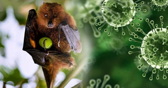 Bệnh do virus Nipah có tỷ lệ tử vong lên đến 75%. Ảnh thuongtruong.com.vn