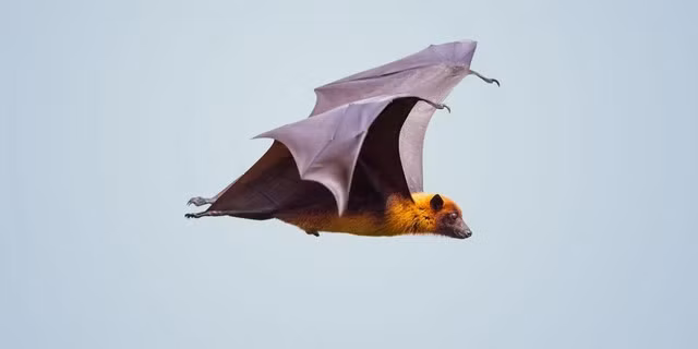 Cảnh giác với loài dơi 'cáo bay' ăn quả - Vật chủ truyền virus Hendra và Nipah nguy hiểm- Ảnh 1.