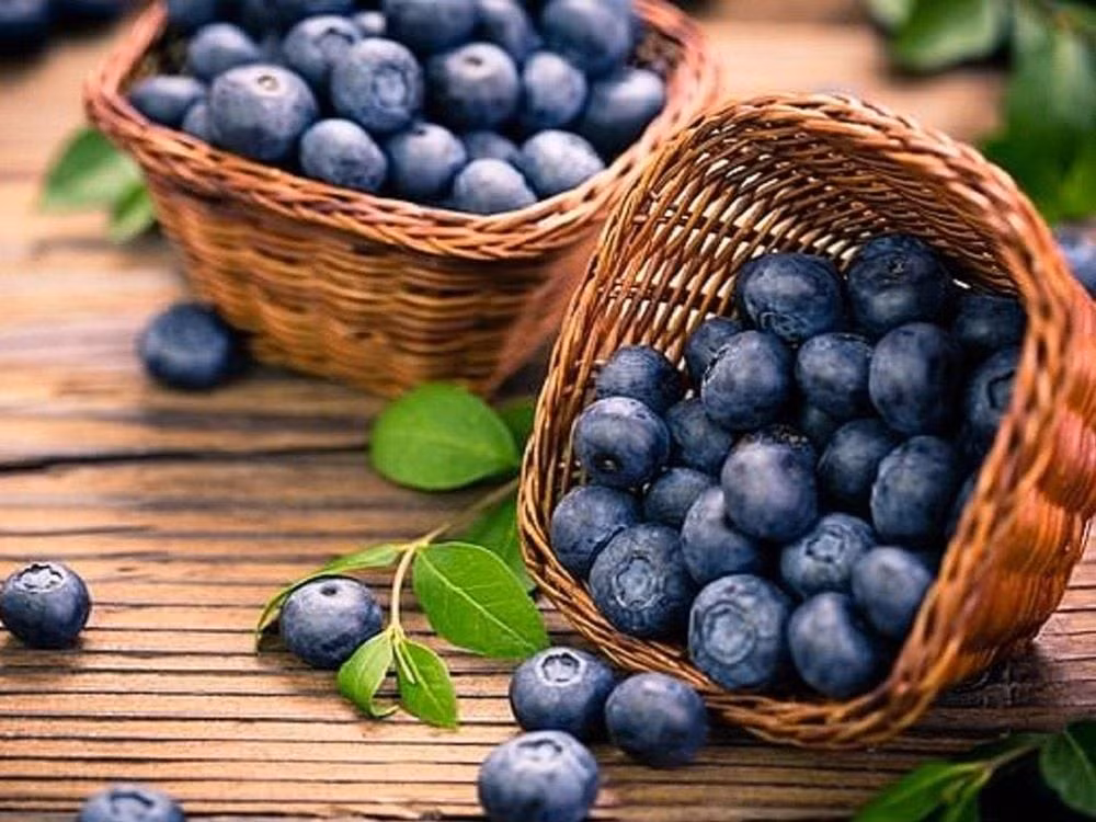 Ăn quả việt quất có thể giúp bạn ngăn ngừa nhiễm trùng tiểu