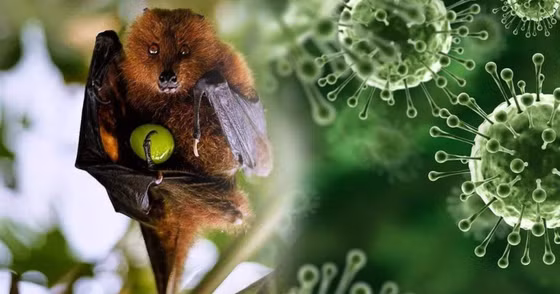 Nguồn lây virus Nipah chủ yếu từ dơi ăn quả. Ảnh: HCDC