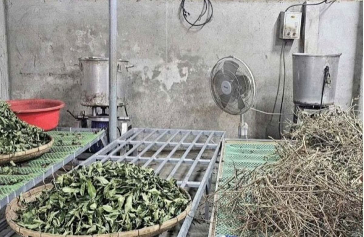 Bài thuốc bị thổi phồng công dụng của Phòng chẩn trị Hoàng Minh Đường