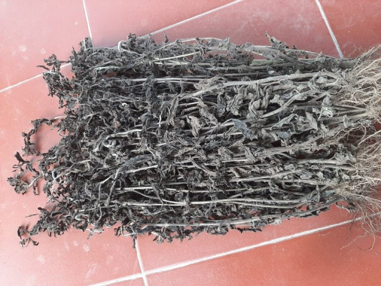 Hình ảnh vị thuốc nhân trần sau khi thu hoạch được phơi khô. Ảnh trungtamthuocdantoc.com