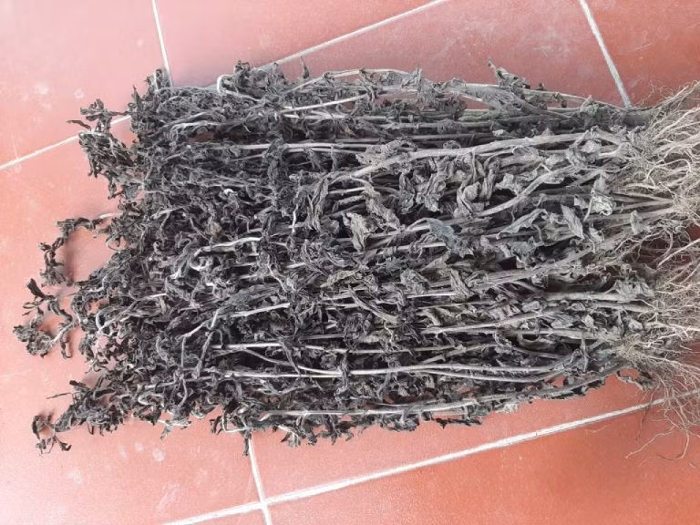 Hình ảnh vị thuốc nhân trần sau khi thu hoạch được phơi khô. Ảnh trungtamthuocdantoc.com