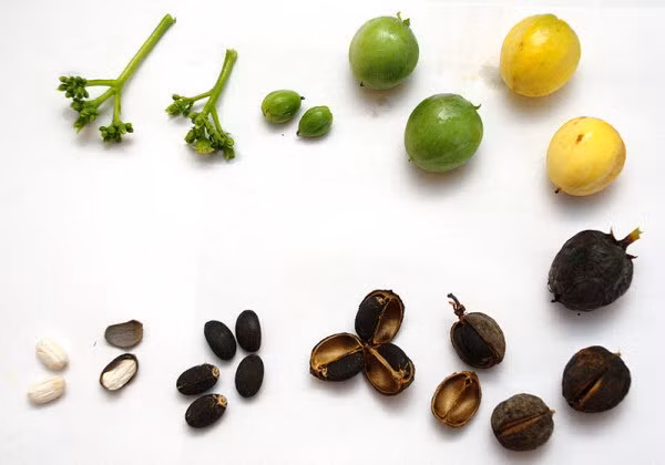 Hạt dầu mè có độc tính, phải thận trọng khi dùng. Ảnh minh hoạ/Internet