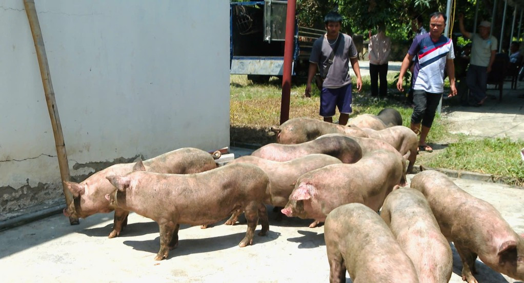 Đàn lợn không rõ nguồn gốc bị Đội QLTT số 6 phát hiện, bắt giữ/Ảnh DMS