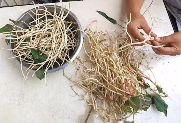 Rễ rau diếp cá có cực nhiều lợi ích tốt cho sức khỏe. Ảnh: China South of The Clouds