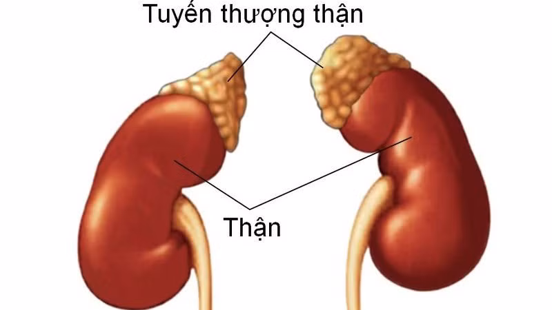 Suy tuyến thượng thận là tình trạng rối loạn trao đổi chất ở thận. Ảnh minh họa/Nguồn Internet