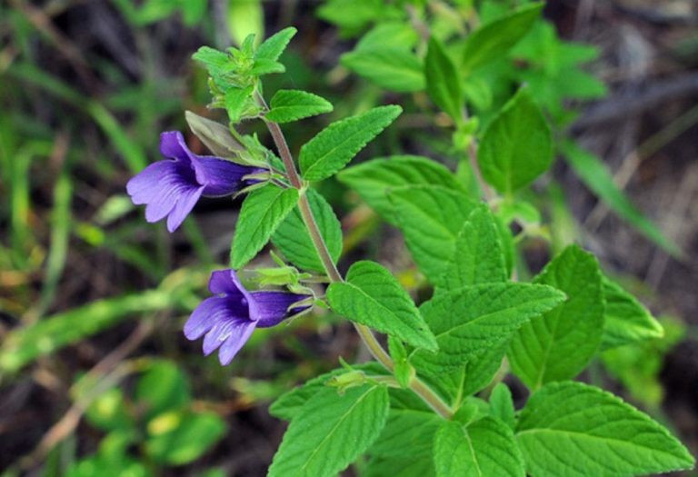 Hình ảnh cây nhân trần – Dược liệu với nhiều công dụng trị bệnh tốt cho sức khỏe. Ảnh trungtamthuocdantoc.com