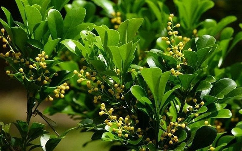 Hoa và lá được dùng để làm thuốc. Ảnh minh họa/Internet