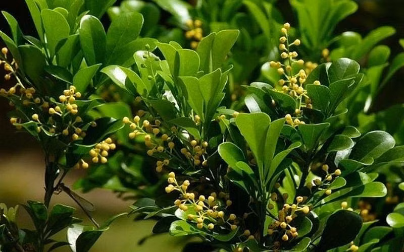 Hoa và lá được dùng để làm thuốc. Ảnh minh họa/Internet