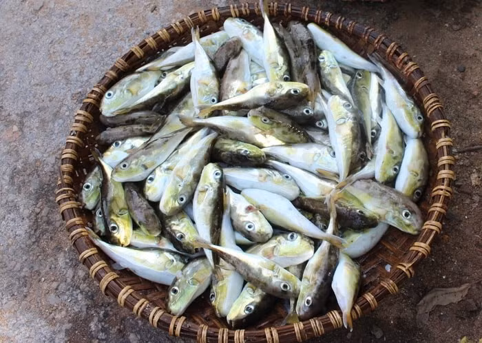 Cá nóc. Ảnh Văn Thành/ baonghean.vn