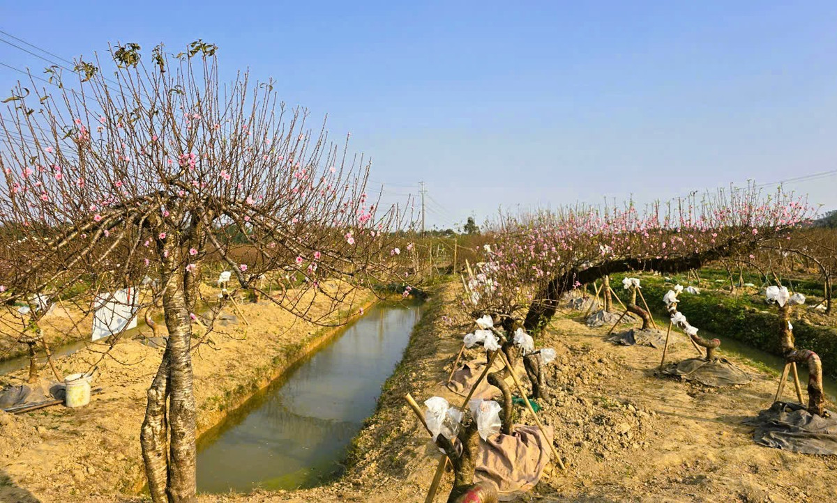 Năm nay do mưa bão, mùa đông trời nắng gắt, đào rụng lá và nở sớm khiến công lao cả một năm lao động coi như bỏ.