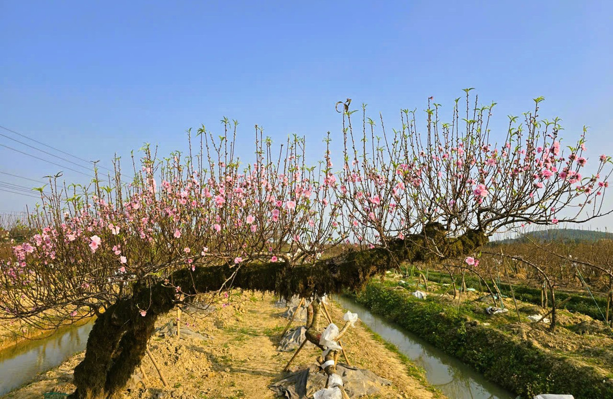 Những cây đào thế được người dân dày công chăm sóc, Tết chưa về đã khoe sắc.