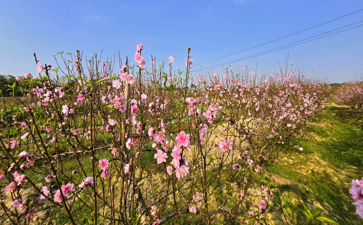 Đào nở thắm ngoài cánh đồng khiến người dân "đứng ngồi không yên".