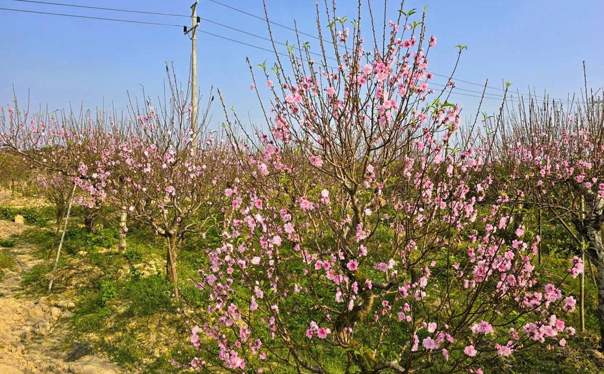 Xã Thọ Phú, tỉnh Thanh Hóa có khoảng 150 ha đào, nhưng đến nay đã nở rộ tới 60-70%.