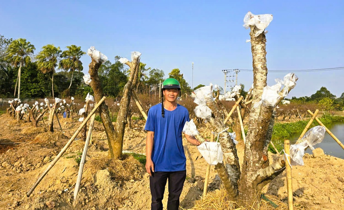 Để tạo nên những cây đào độc đáo phục vụ người dân chơi Tết, người nông dân đã đi khắp nơi để mua những gốc đào rừng cổ thụ về chăm sóc, cấy ghép hoa.