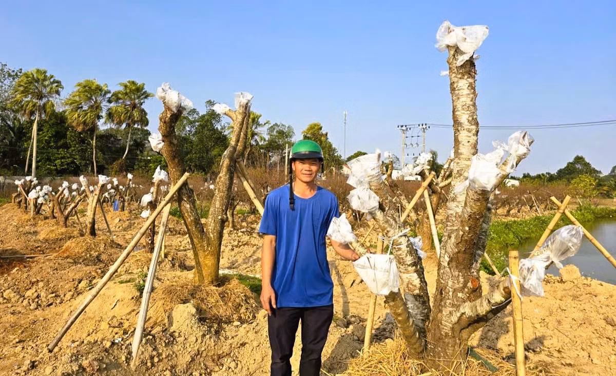 Để tạo nên những cây đào độc đáo phục vụ người dân chơi Tết, người nông dân đã đi khắp nơi để mua những gốc đào rừng cổ thụ về chăm sóc, cấy ghép hoa.