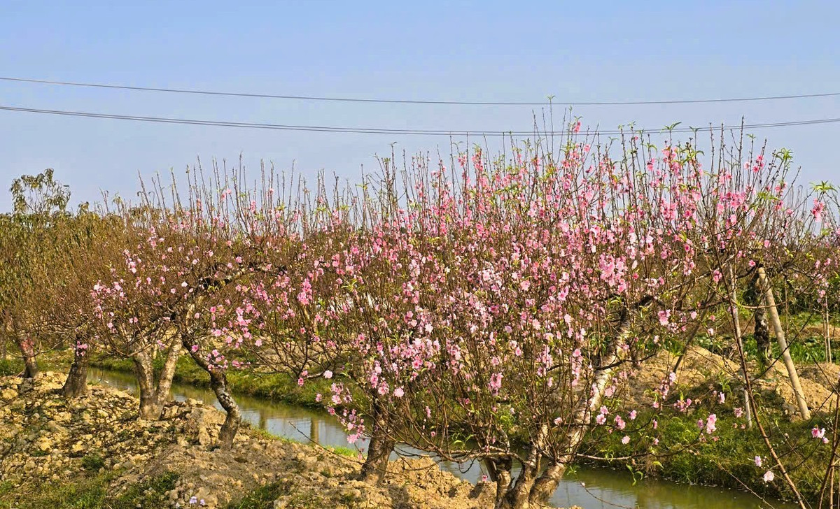 Hoa đào nở rộ khiến nhiều nhà vườn ở Thanh Hóa năm nay mất Tết.