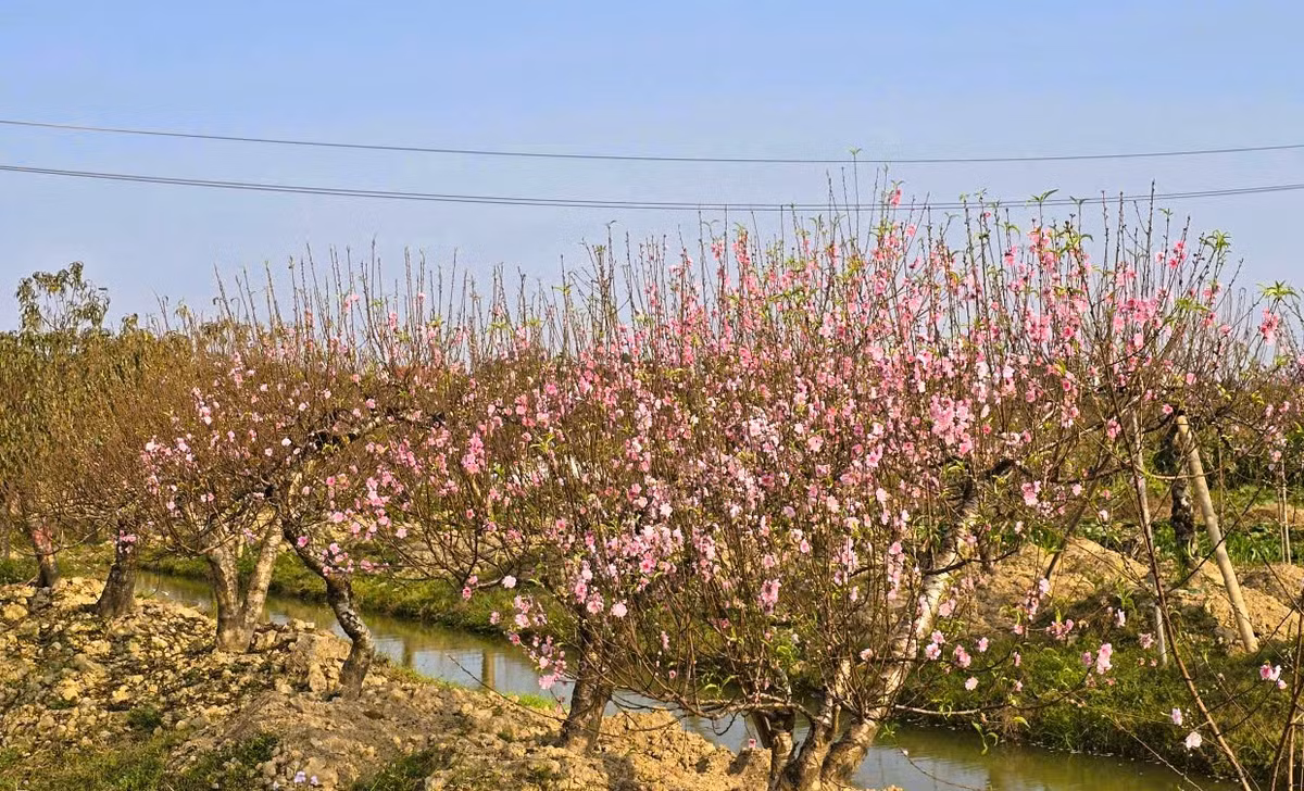 Hoa đào nở rộ khiến nhiều nhà vườn ở Thanh Hóa năm nay mất Tết.