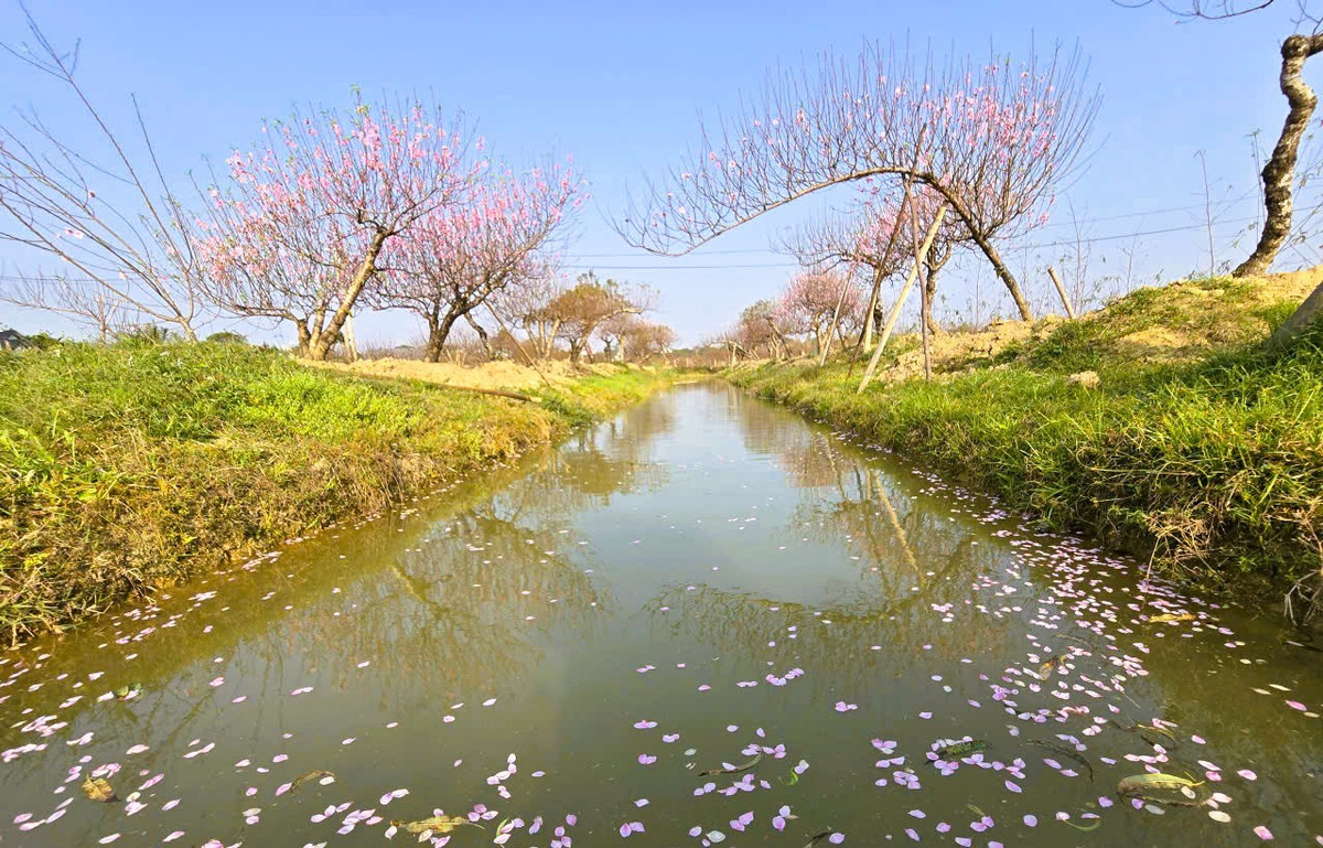 Một năm thiên tai khắc nghiệt, người trồng đào ở xứ Thanh cũng lao đao, nơi thì đào chết khô do ngập úng, nơi thì đào nở rộ không kịp tới Tết.