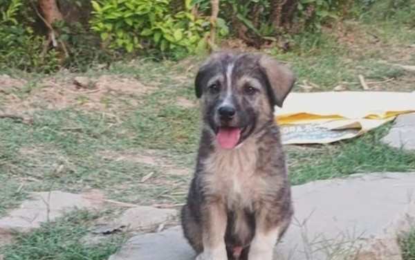 Rocky, chú chó nhỏ được xem là "thần thú" mang điềm lành đã cứu cả ngôi làng khỏi thảm họa sạt lở đất. Ảnh: X 12.jpg
