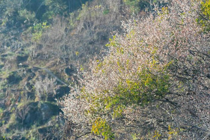 Hoa mơ bắt đầu bung nở, nhuộm trắng núi đồi Mộc Châu - Hình 1