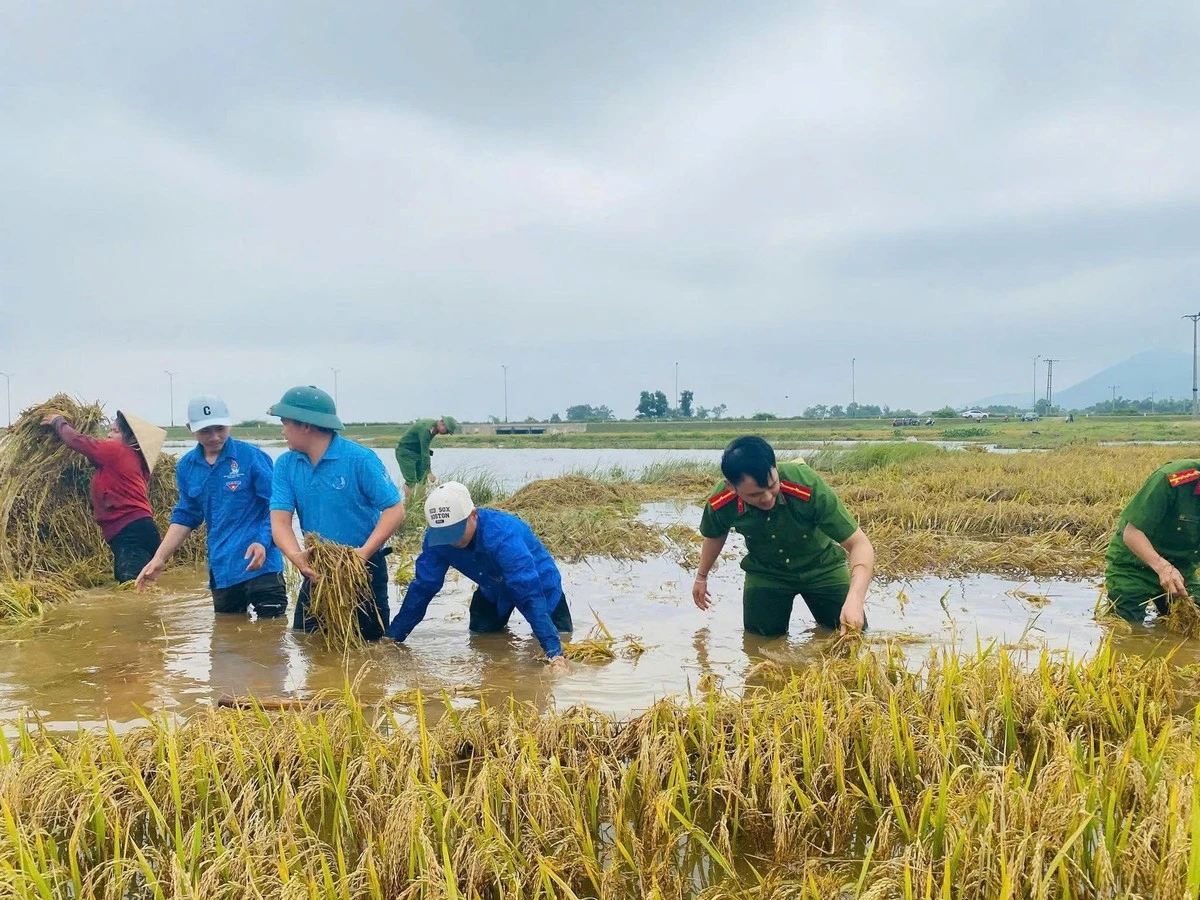 Quân đội, công an lội nước giúp dân gặt lúa, dọn nhà sau lũ