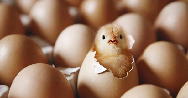 Nóng, đã có đáp án câu hỏi: Trứng có trước hay gà có trước? 