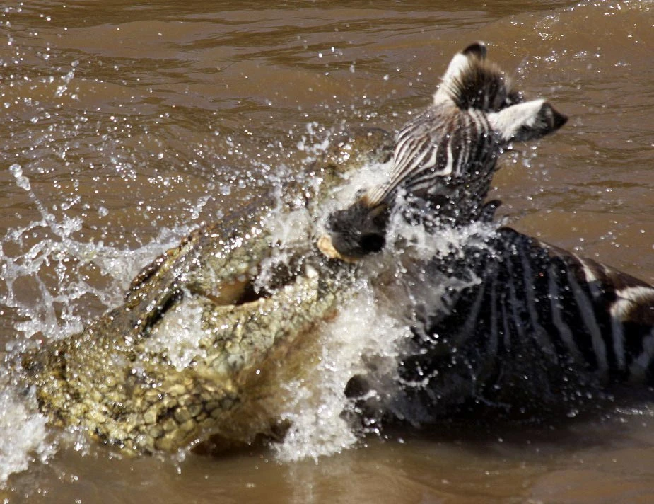 Kinh hoàng giây phút cá sấu chộp ngựa vằn