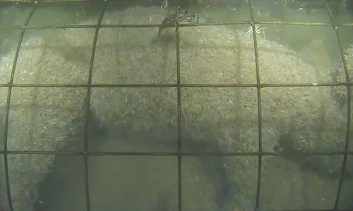 Xem quá trình phân hủy xác động vật dưới đại dương