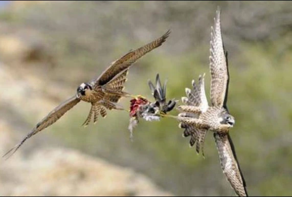 Cận cảnh pha săn mồi đẫm máu của chim ưng