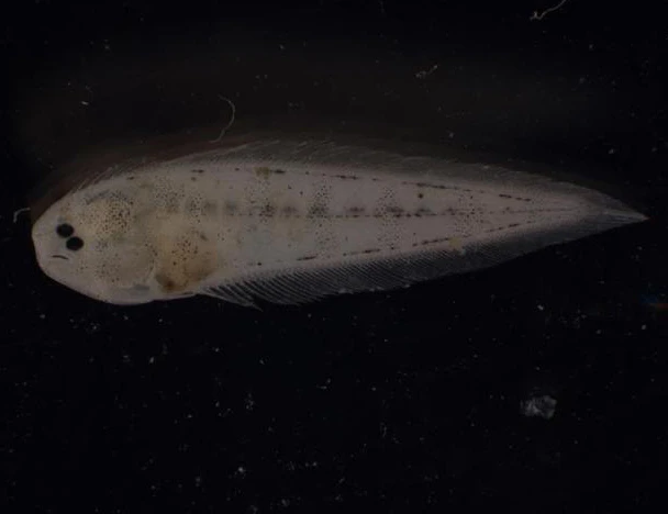 Chết cười với loài cá "không đuôi", mặt vẹo